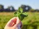 To hold in your hands a rare four-leaf clover for good luck against the background of a green meadow and a clear sky. The concept of luck and fortune.