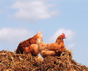 chickenfarm