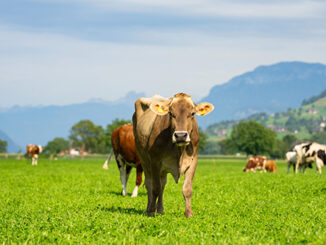 Running a thriving livestock farm requires proper planning, pasture care, and animal management. Learn effective tips for sustainable and profitable farming.