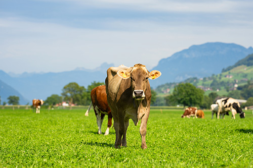Running a thriving livestock farm requires proper planning, pasture care, and animal management. Learn effective tips for sustainable and profitable farming.